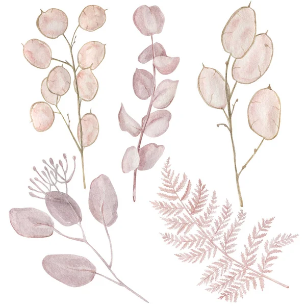ベージュのルナリアとユーカリの水彩イラスト 白地に孤立したベージュ色のシダの葉を手描き — ストック写真