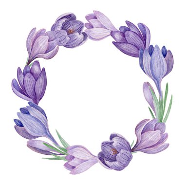 Crocus çiçekli suluboya çizimi. Mor yay çiçek çerçevesi beyaz arkaplanda izole edildi.