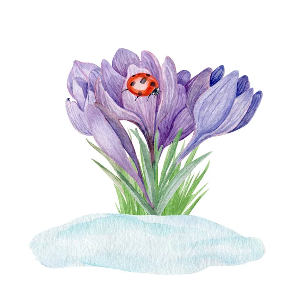 Crocus Flores Neve Aquarela Ilustração Primavera Flores Roxas Crescendo Partir — Fotografia de Stock