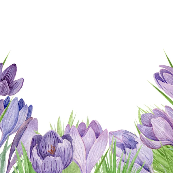 Crocus Flores Moldura Aquarela Ilustração Decoração Flores Primavera Roxo Isolado — Fotografia de Stock