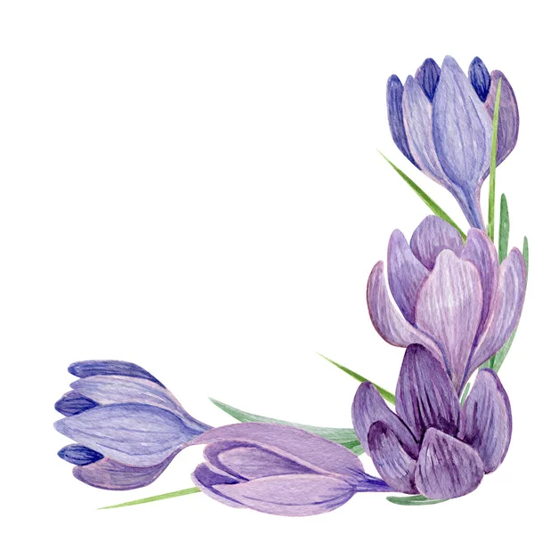 Crocus Borda Floral Ilustração Aquarela Decoração Flores Primavera Roxo Isolado — Fotografia de Stock