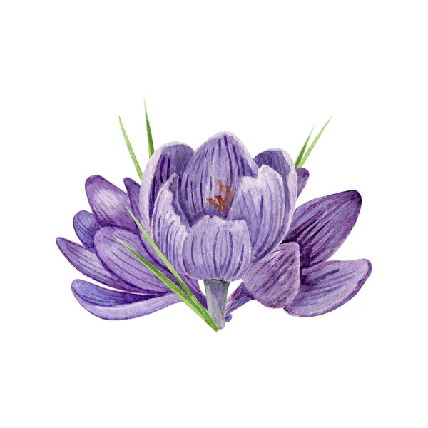 Crocus Kwiatowa Granica Akwarela Ilustracja Fioletowe Wiosenne Kwiaty Kapelusz Izolowane — Zdjęcie stockowe