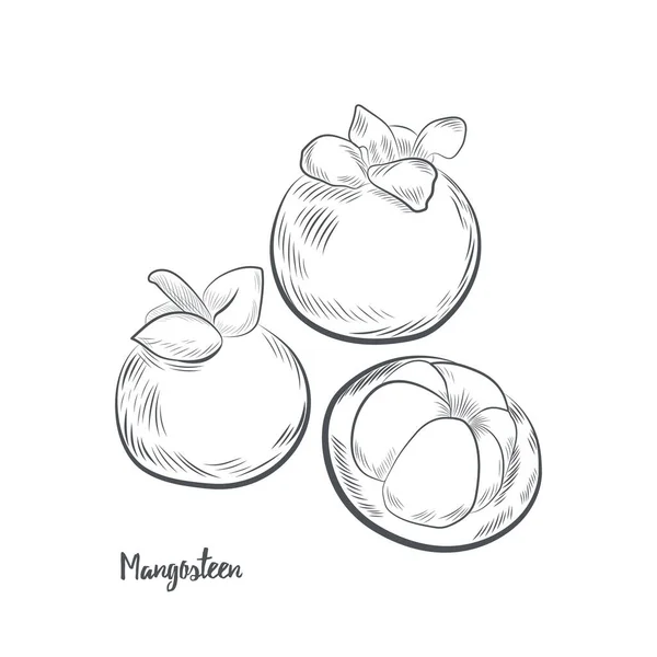 Mangosteen Owoców Szkic Wektor Ilustracji Ręcznie Rysowane Mangosteen Izolowane Białym — Wektor stockowy