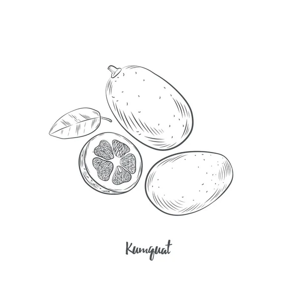 昆夸特水果草图矢量图解 白底人工提取的苦瓜柑橘 — 图库矢量图片