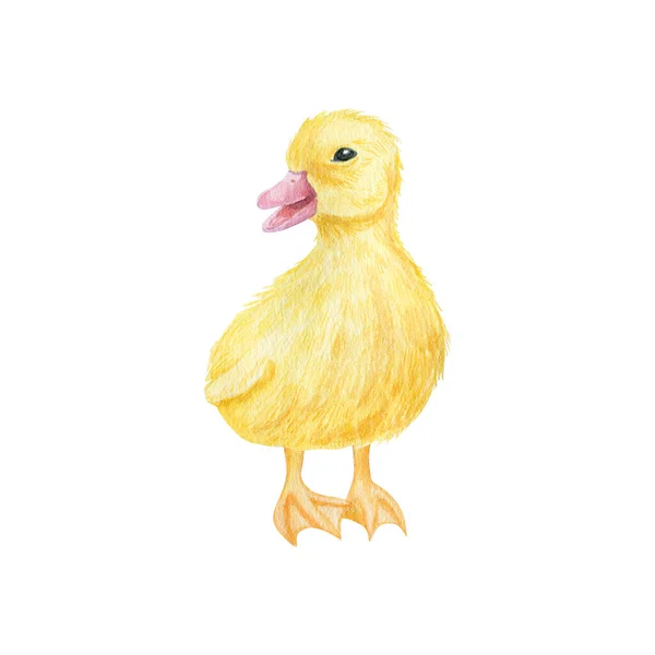 Cute Yellow Duckling Watercolor Illustration Farm Bird Baby Isolated White — Stock Photo, Image