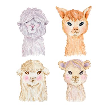 Lama portre koleksiyonu beyaz arka planda izole edildi. Tatlı lama karakterleri suluboya çizimi.