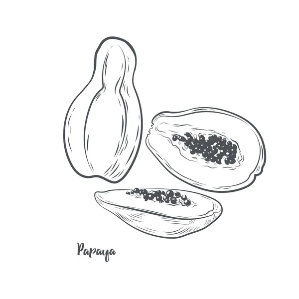 Ilustración Vectorial Bocetos Papaya Fruto Papaya Dibujado Mano Aislado Sobre — Archivo Imágenes Vectoriales