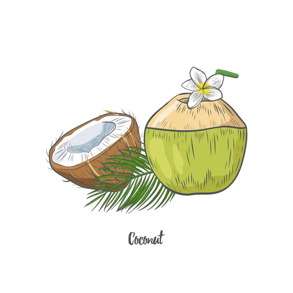 Kokosnoot Versierd Met Plumeria Bloem Hand Getekend Geïsoleerd Witte Achtergrond — Stockvector
