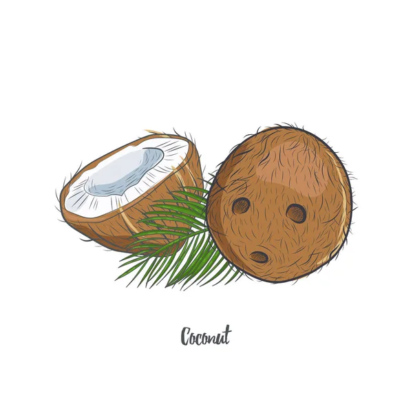 ココナッツの手の白い背景に孤立スケッチを描いた 熱帯のココナッツのベクトル図の全体と半分 — ストックベクタ