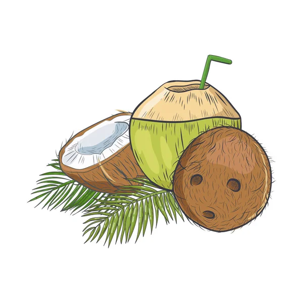 Ręcznie Rysowany Szkic Kokosowy Odizolowany Białym Tle Ilustracja Wektora Tropikalnych — Wektor stockowy