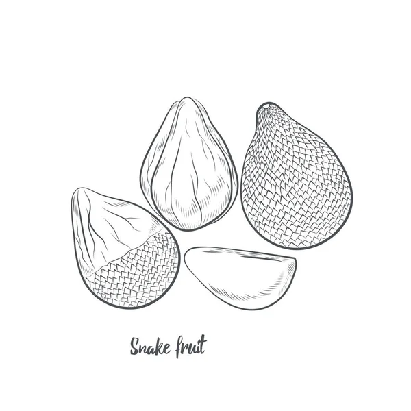 Desenho Fruta Cobra Ilustração Vetorial Esboço Frutas Salak Desenhado Mão —  Vetores de Stock