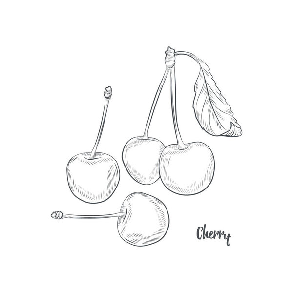 Cherry sketch vector illustration. Hand drawn cherries isolated on white background.