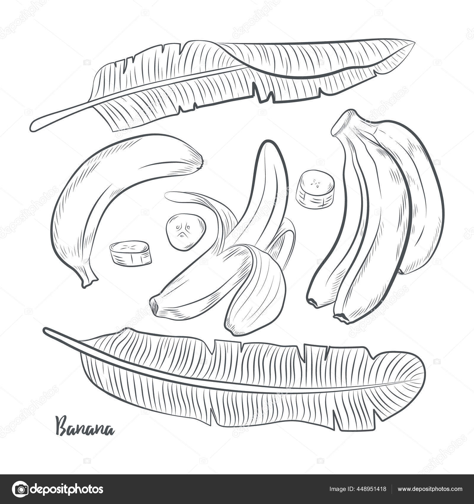 Hand drawn sketch style banana banner. Organic fresh fruit vector  illustration. Retro exotic fruit design template Stock Vector | Adobe Stock