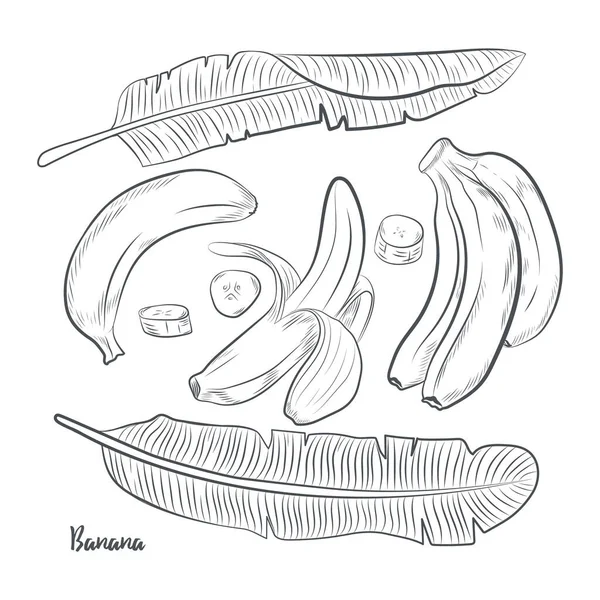 Ilustracja Wektorowego Szkicu Owoców Bananowych Ręcznie Rysowany Szkic Bananowy Izolowany — Wektor stockowy