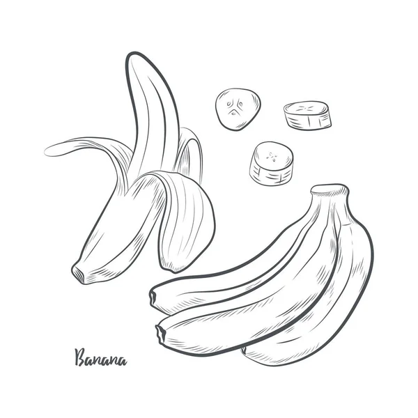 Ilustracja Wektorowego Szkicu Owoców Bananowych Ręcznie Rysowany Szkic Bananowy Izolowany — Wektor stockowy