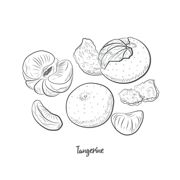 Tangerine Gyümölcs Vázlat Vektor Illusztráció Kézzel Rajzolt Mandarin Vázlat Elszigetelt — Stock Vector