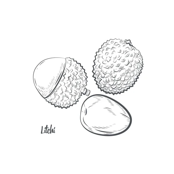 Litchi Owoc Szkic Wektor Ilustracja Ręcznie Rysowany Szkic Litchi Izolowany — Wektor stockowy