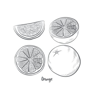Turuncu meyve çizimi vektör illüstrasyonu. El çizimi turuncu çizim beyaz arkaplanda izole.
