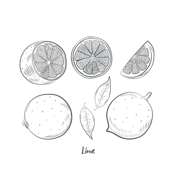 Kalkfrüchte Skizzieren Vektorillustration Handgezeichnete Kalkskizze Isoliert Auf Weißem Hintergrund — Stockvektor