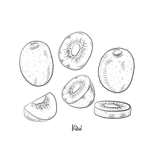 Illustrazione Vettoriale Schizzo Kiwi Kiwi Disegnato Mano Isolato Sfondo Bianco — Vettoriale Stock