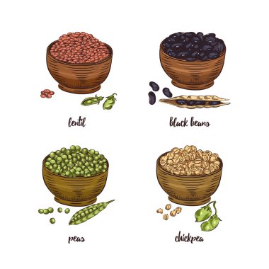 Legumes kase vektör taslak koleksiyonunda. Kırmızı mercimek, siyah fasulye, bezelye ve nohut beyaz arka planda izole edilmiş..