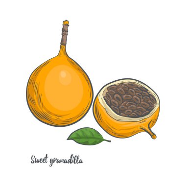 Tatlı granadilla meyveli çizim vektör çizimi. Beyaz arka planda el yapımı passiflora meyvesi.