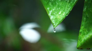 Yağmurda muz ağacı yapraklarına yakın çekim.