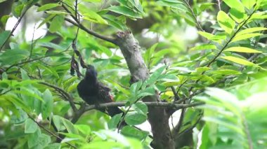 Kırmızı delikli bir bulbul (Pycnonotus cafer) bir ağaç dalında oturuyor.