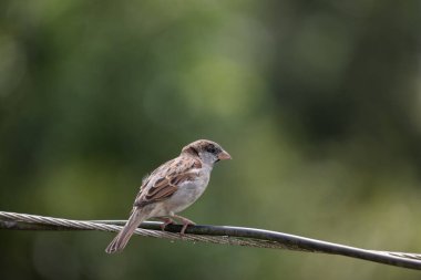 Bir tel üzerinde oturan Ev Serçesi (Passer domesticus).