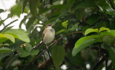 Bir ağaç dalında oturan Ev Serçesi (Passer domesticus).