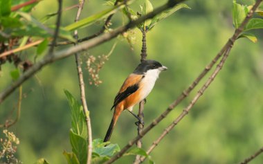 Uzun kuyruklu bir örümcekkuşu (Lanius schach) bir ağaç dalında oturur..