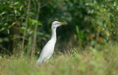 Bir Egret Sığırı (Bubulcus ibis)