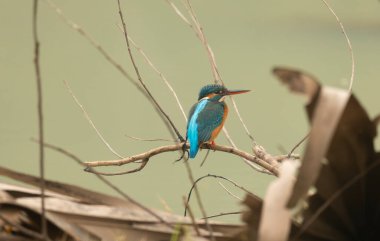 Sıradan bir balıkçı (Alcedo at this).
