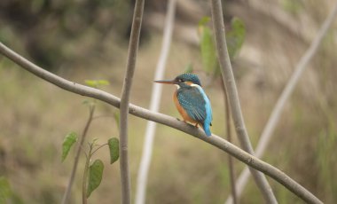 Bir Kingfisher (Alcedo at this).
