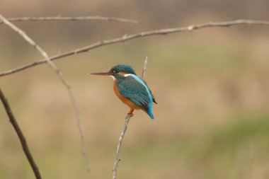 Sıradan bir balıkçı (Alcedo at this).