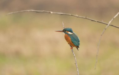 Sıradan bir balıkçı (Alcedo at this).