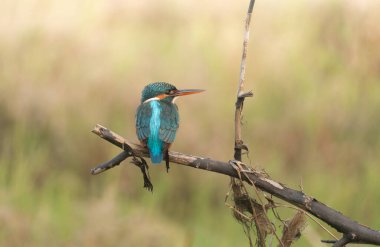 Bir Kingfisher (Alcedo at this).