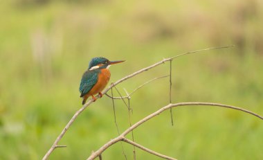 Bir Kingfisher (Alcedo at this).