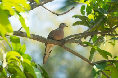Benekli güvercin (Spilopelia chinensis) bir ağaç dalında.