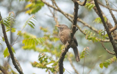 Ağaç dalında bir orman gevezesi (Argya striata).