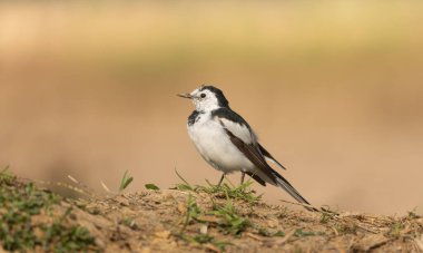 Beyaz bir kuyruk (Motacilla alba) bulanık bir arka plana karşı yerde durur.