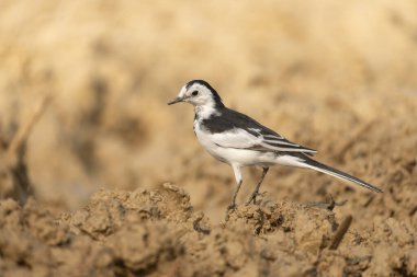 Beyaz bir kuyruk (Motacilla alba) bulanık bir arka plana karşı yerde durur.