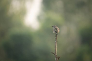 Taiga sinekkapanı veya kırmızı boğazlı sinekkapan (Ficedula albicilla).