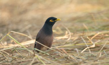 A Common Myna (Acridotheres tristis).