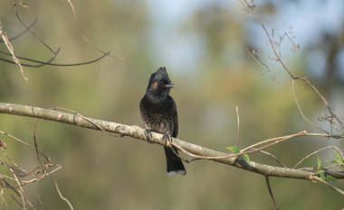 Bir ağaç dalında Kırmızı Havalandırmalı Bulbul (Pycnonotus cafer).