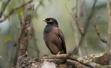 Bir ağaç dalında Ortak Bir Myna (Acridotheres tristis).