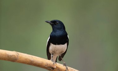 Doğulu bir magpie-robin (Copsychus saularis).