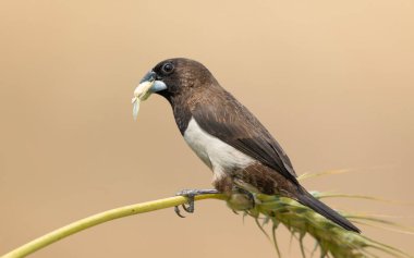 Beyaz popolu Munia (Lonchura çizgili) doğal bir tarlada buğday tanesiyle beslenir..