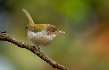 Yaygın Tailorbird (Orthotomus sutorius) ince bir dala tünemiştir.
