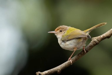 Yaygın Tailorbird (Orthotomus sutorius) ince bir dala tünemiştir.